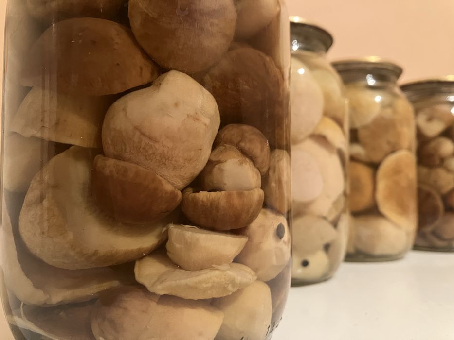 Білі карпатські гриби