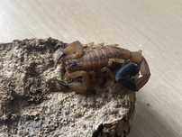 Tityus smithii 1szt