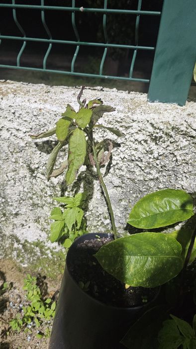 Vendo algumas árvores de fruto