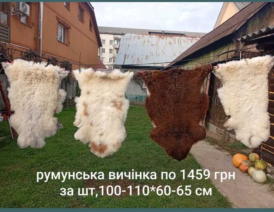 Баран козел круторогий шкури