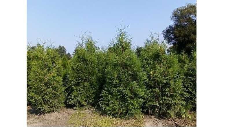 Tuja Brabant! 160,180,200,220 cm! Tuje! Sadzenie! Thuja! Dowóz!