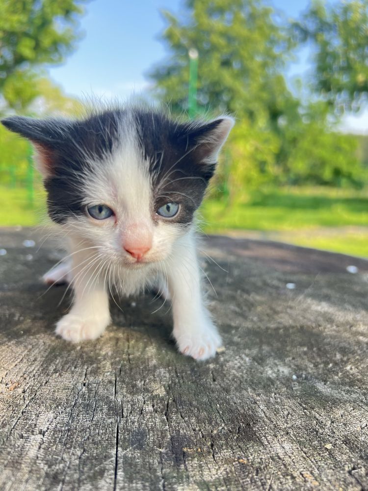 Кошенята,котята,кіт,киця,кицька, котик,котенята в хороші руки