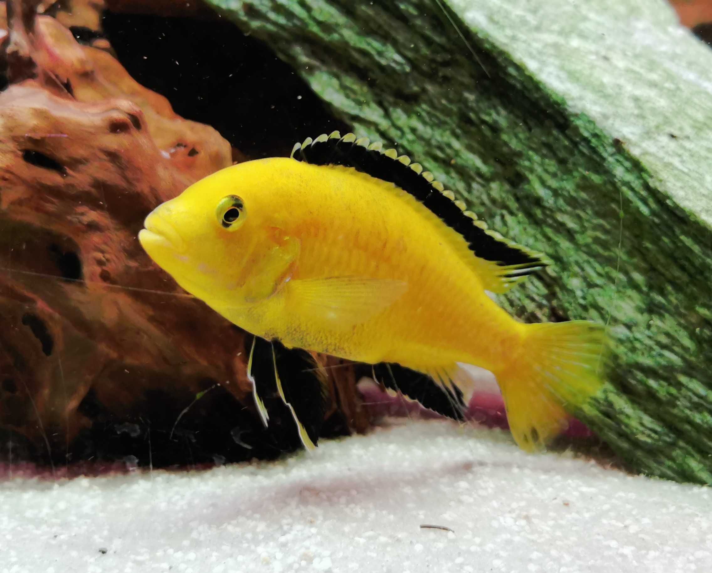 Pyszczak Yellow – Żółty - Labidochromis caeruleus- własna hodowla