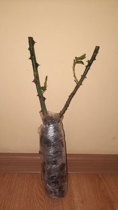 Róże pnące 6 sztuk