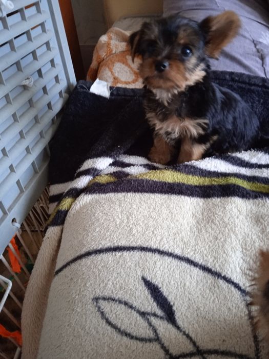 Очень активные щеночки породы Йоркширский терьер