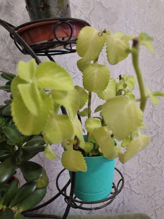 Растения и цветочная стойка