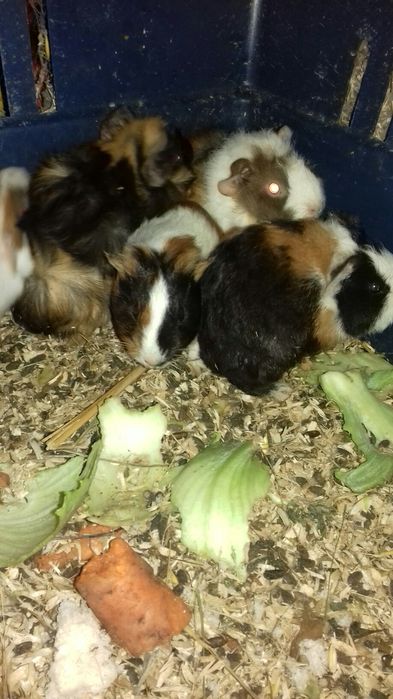 морские свинки, малыши