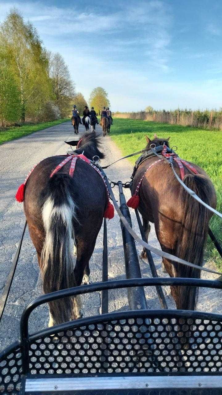 Klacz rasy Hucuł (Jogobella)
