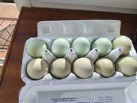 Jaja jajka wiejskie od kury green shell (nie lęgowe)