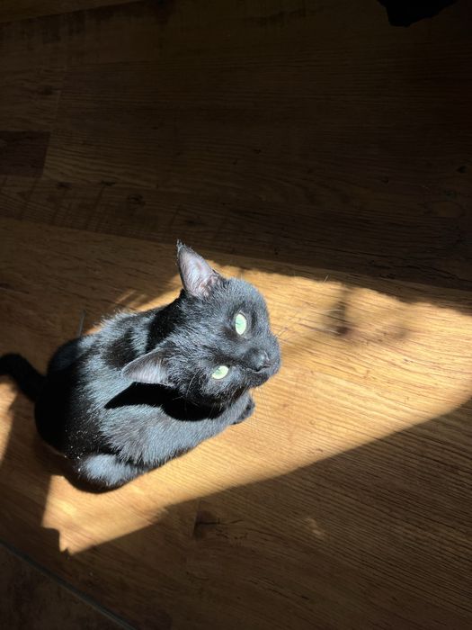 Темінь шукає дім