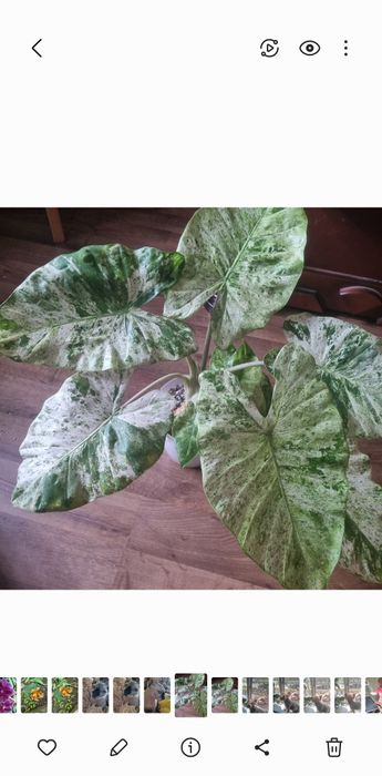 Продам деток Alocasia macrorrhizos variegata