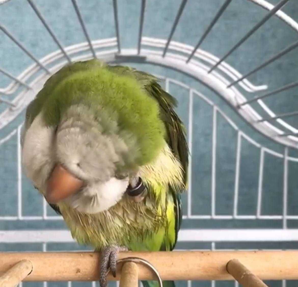 Папуги каліта цікаві улюбленці