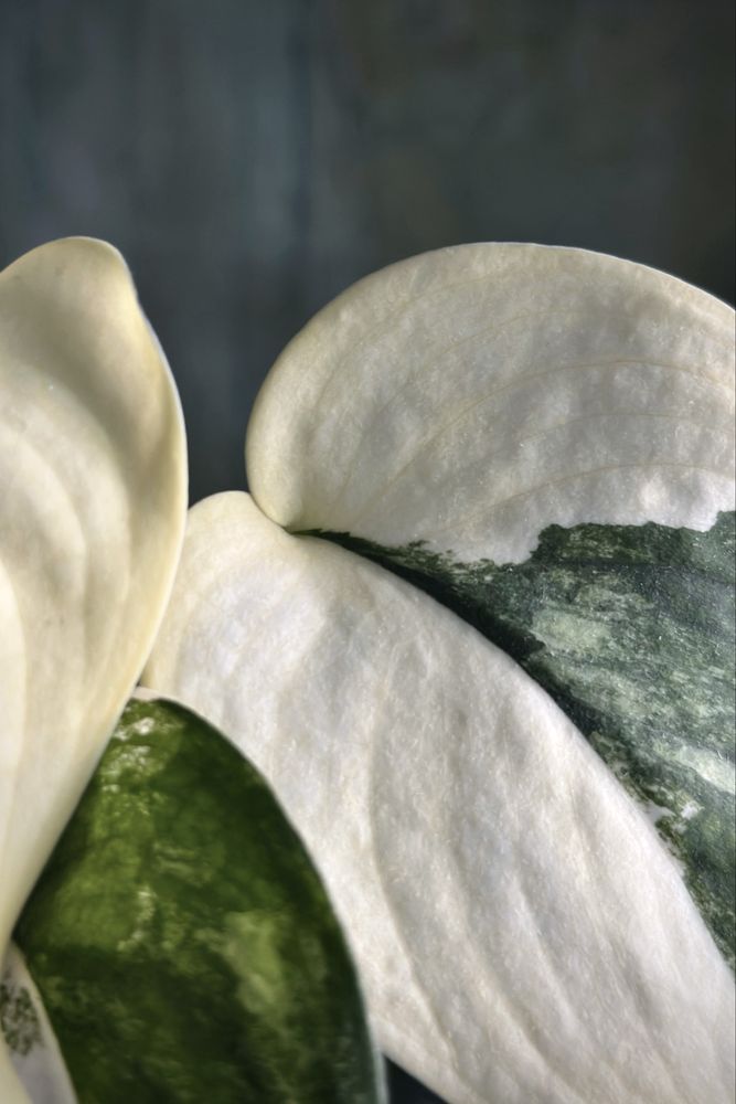 Scindapsus Jade Satin variegata - kolekcjonerska roślina, świetne geny