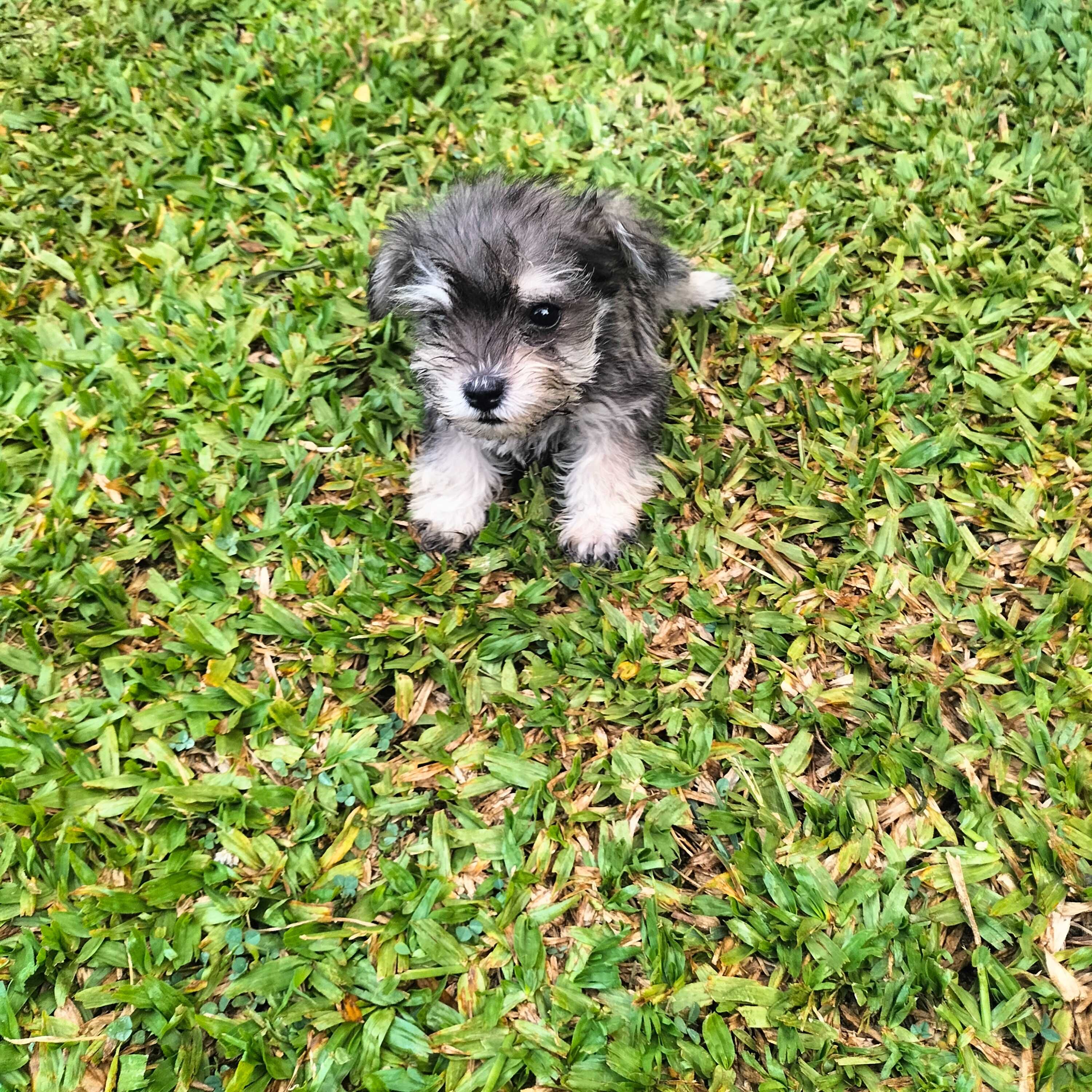 Schnauzer miniatura sal e pimenta