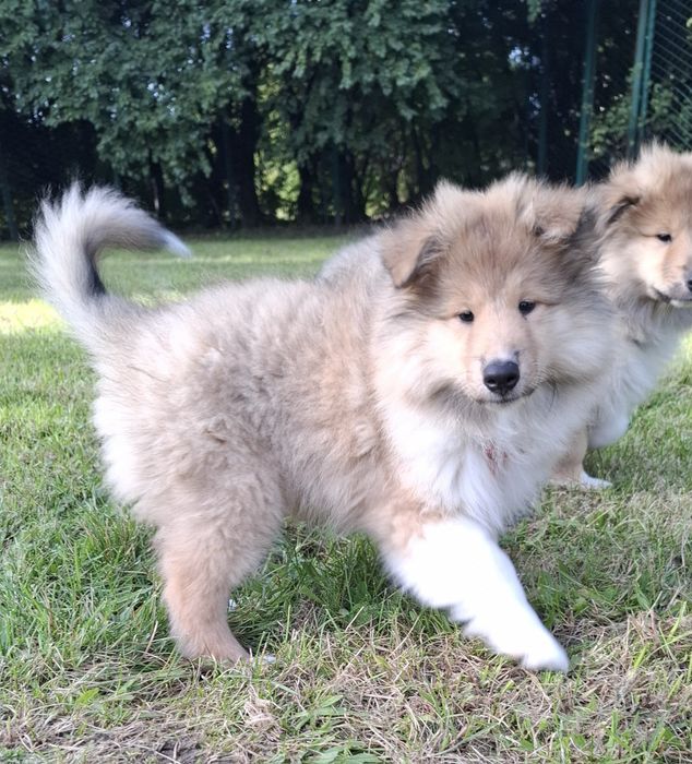 Owczarek Szkocki Długowłosy, Collie Rough FCI, gotowy do odbióru