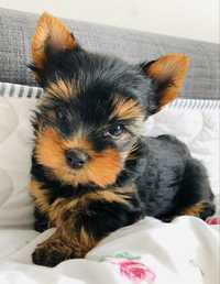 York Yorkshire terrier sunia