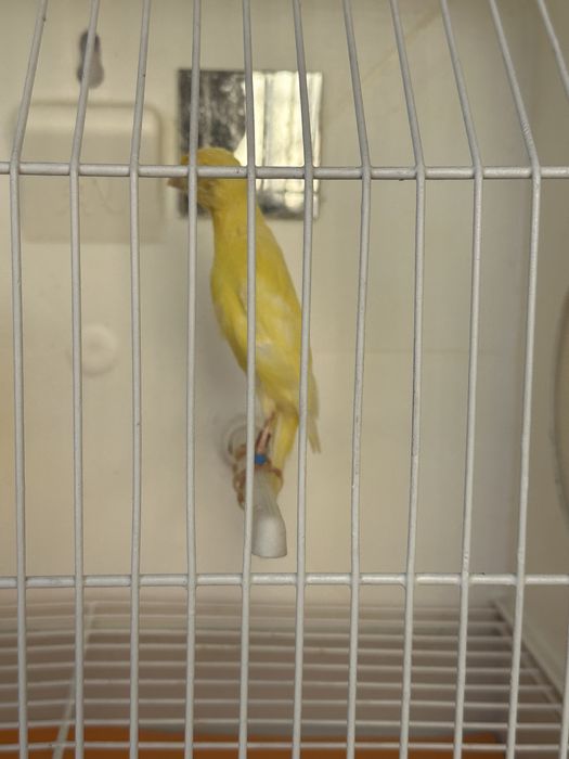 Canarios hoso japones