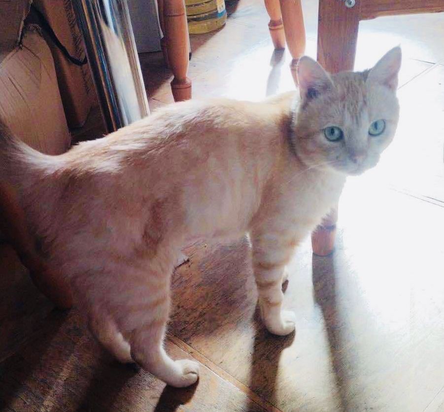 Рыжий добрый ласковый котик 1г в частный дом рудий кіт котенок