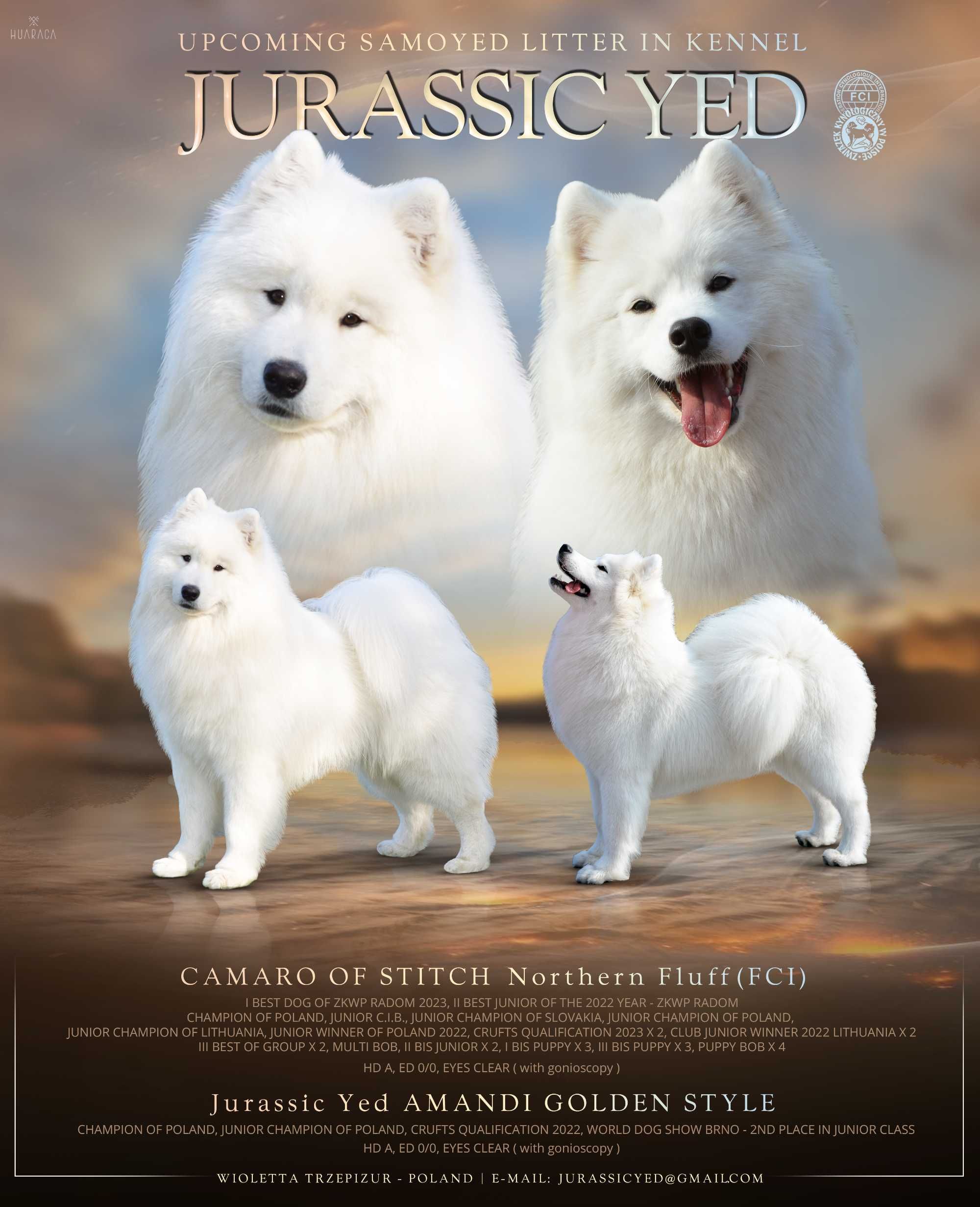 Szczenię Samoyed, samiec, Jurassic Yed, ostatni piesek -już do odbioru