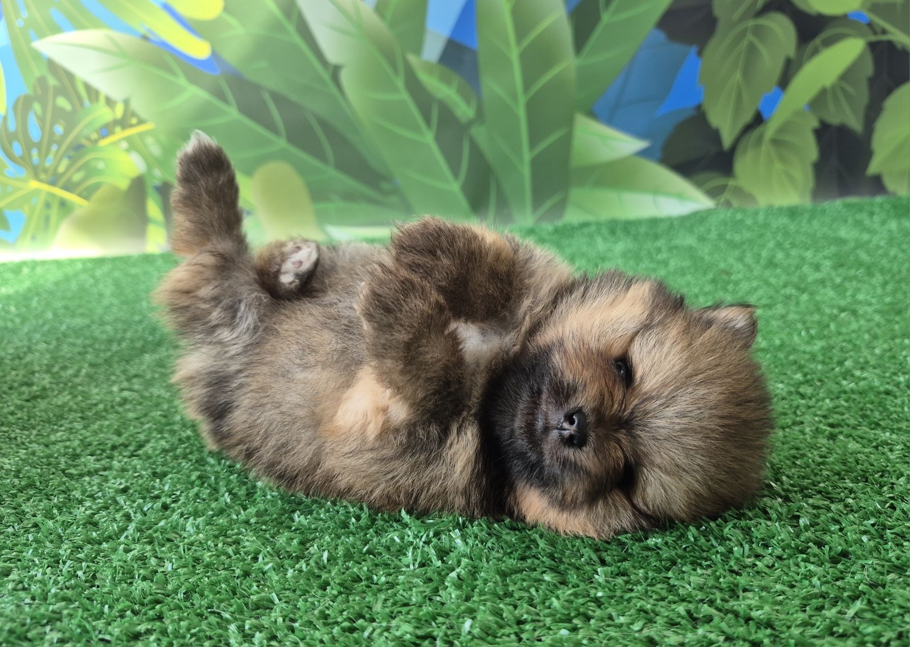 pomeranian szpic miniaturowy chłopiec dostępny do rezerwacji