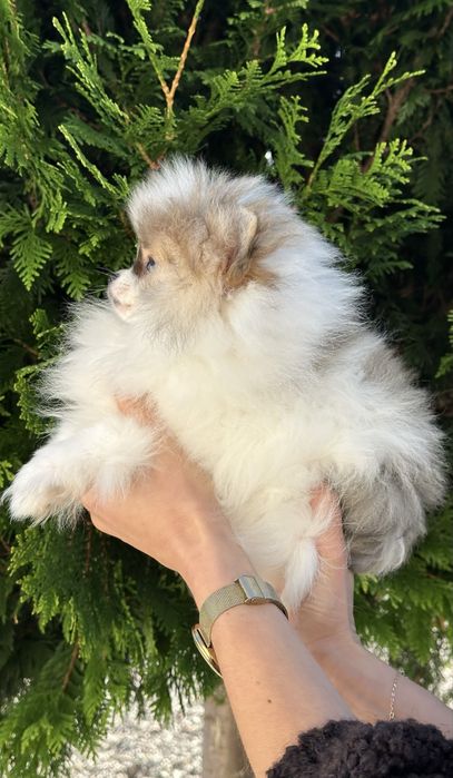Mini mini dziewczynka pomeranian szpic miniaturowy