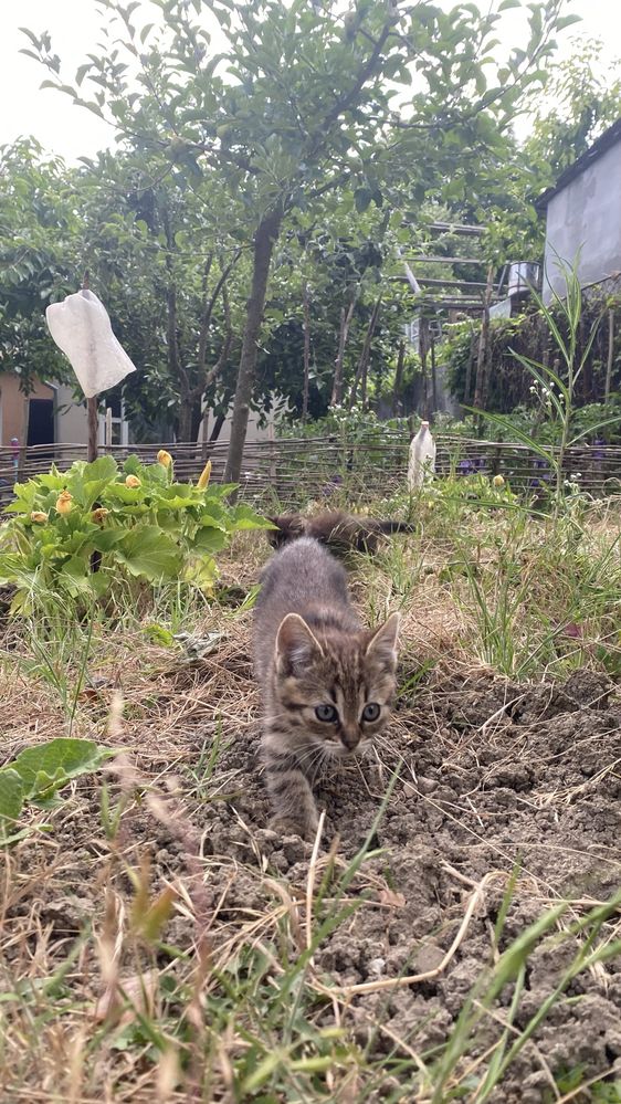 Віддамо кошенят у добрі руки