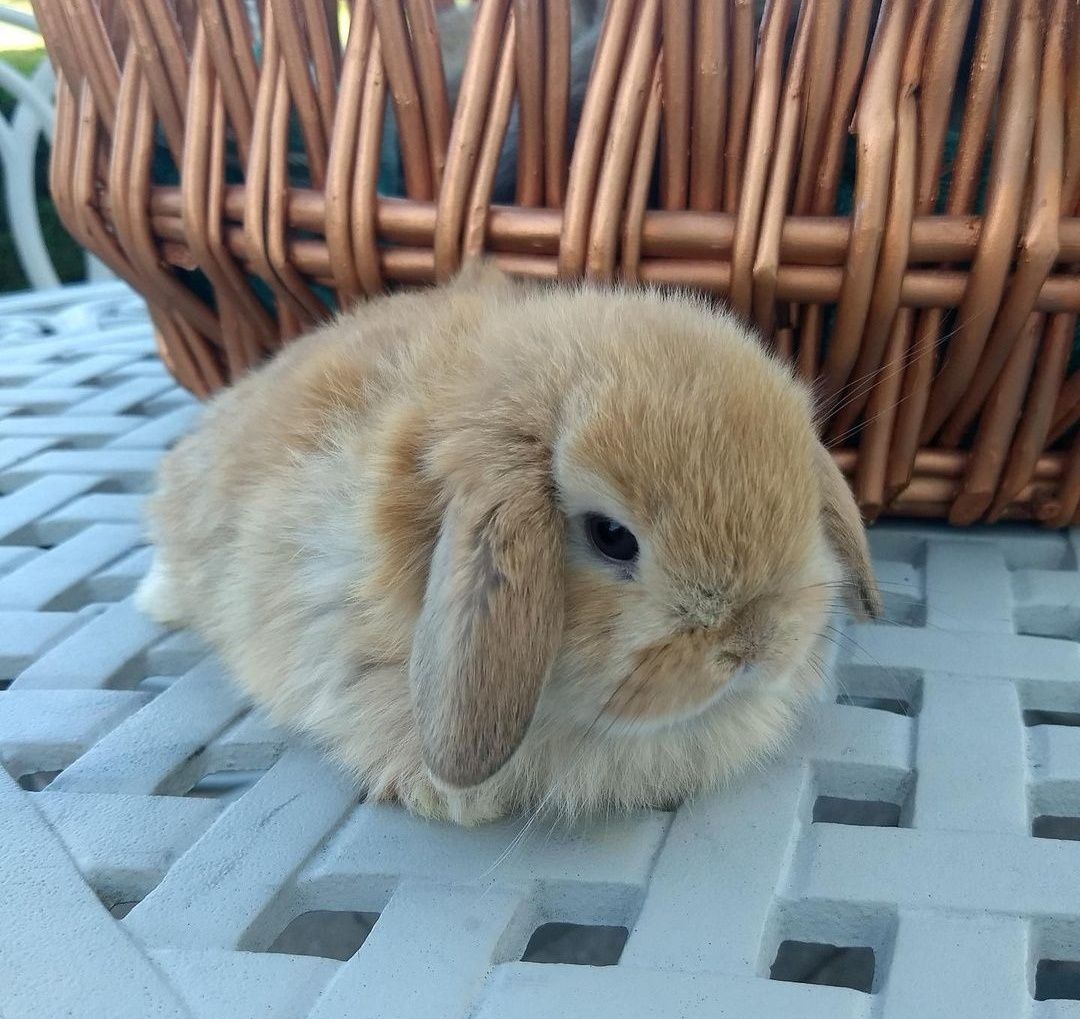 KIT Coelhos anões orelhudos, mini lop adoráveis e super inteligentes