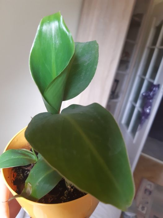 Bananowiec z Ecuadoru - Okazja! Aktualne!