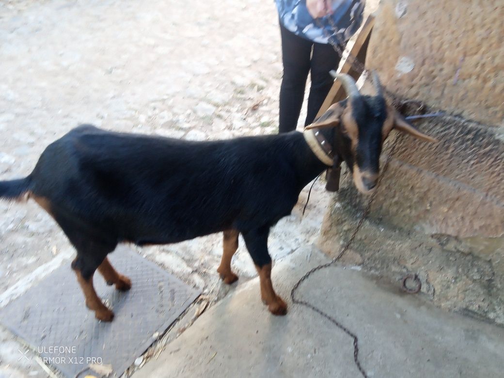 Vende-se cabras.