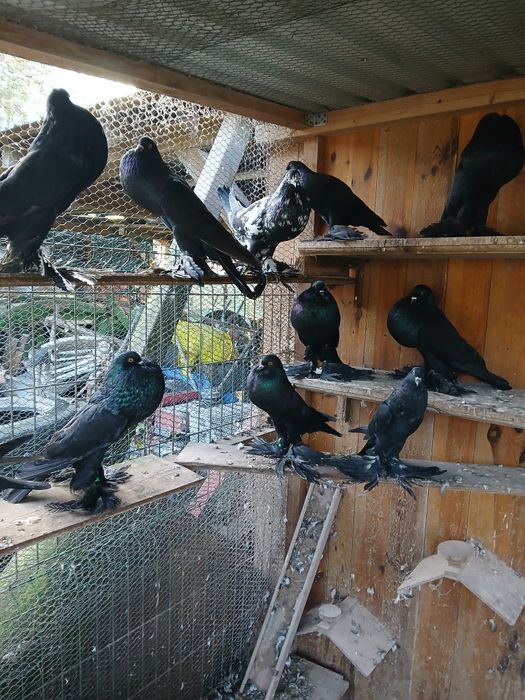 Gołębie garłacze pomorskie młode samiec samica