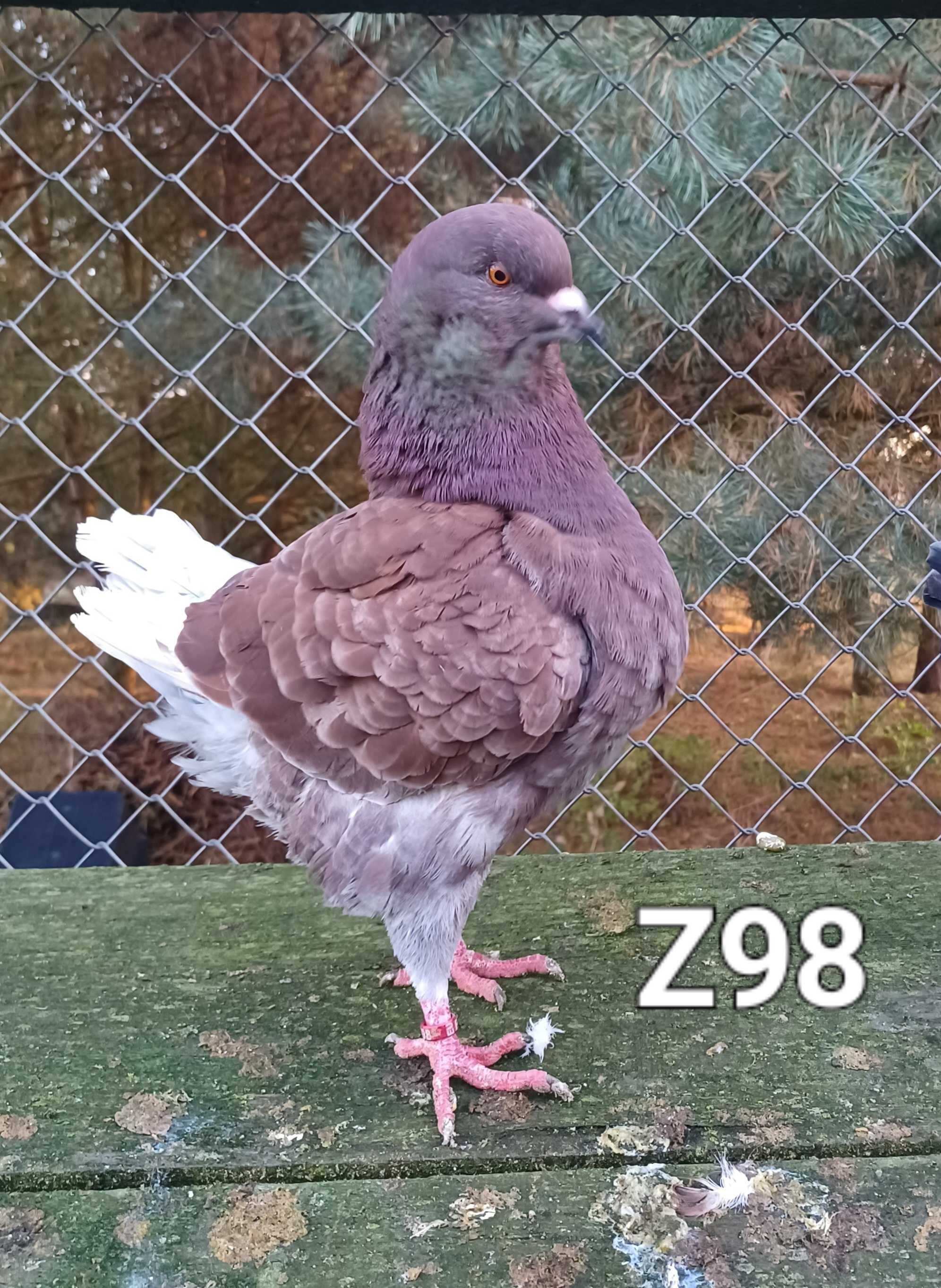 Kingi, gołąb, gołębie, młode 2024