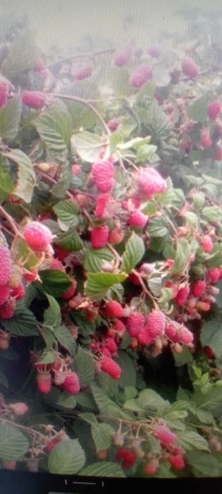 Sadzonki maliny letniej przehyba i jesiennej sugana