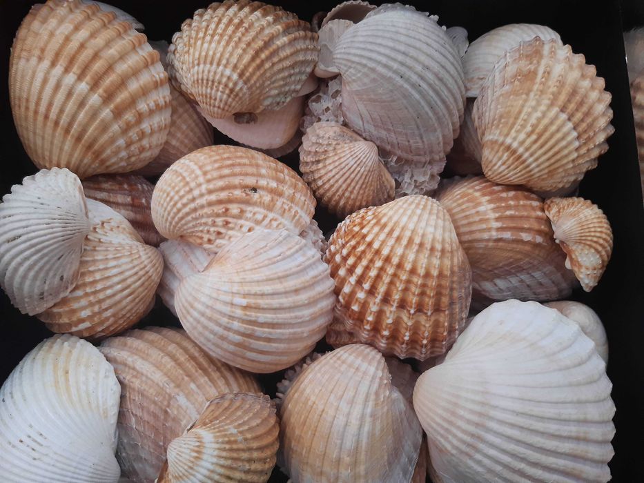 Caixa cheia de conchas grandes