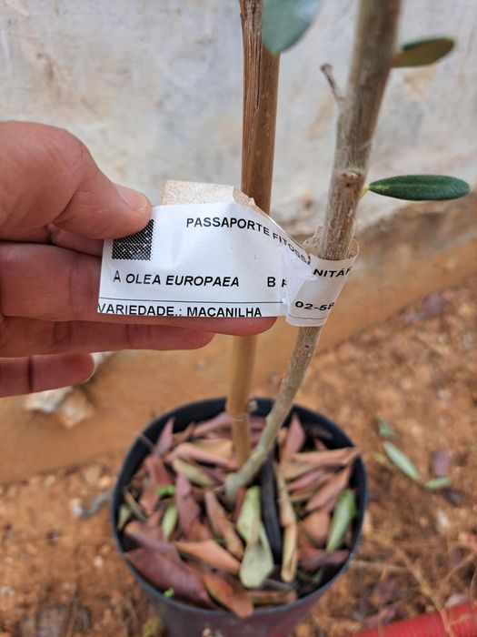 Oliveiras Maçanilha e Cobrançosa  com 1,5m