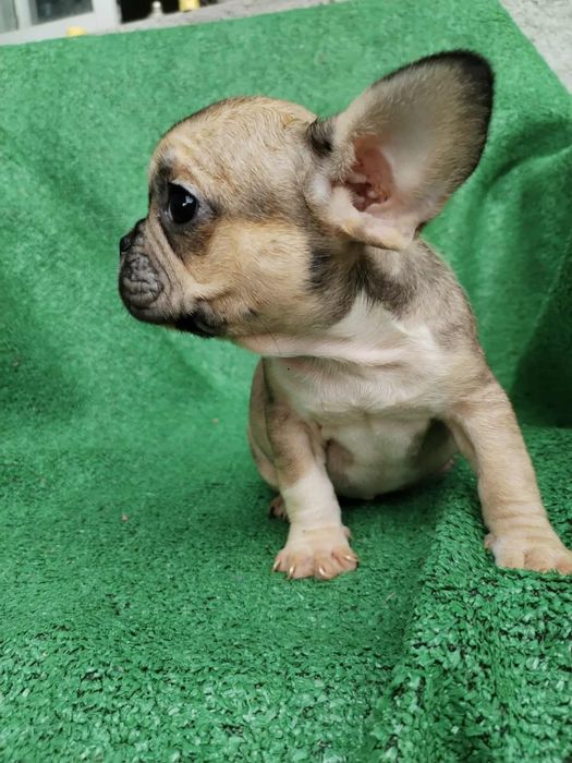 Bulldog francês bebé