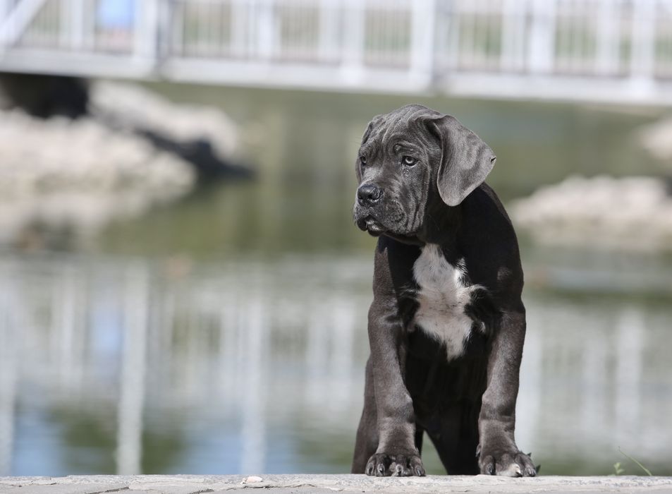 Korvet _блакитний красень