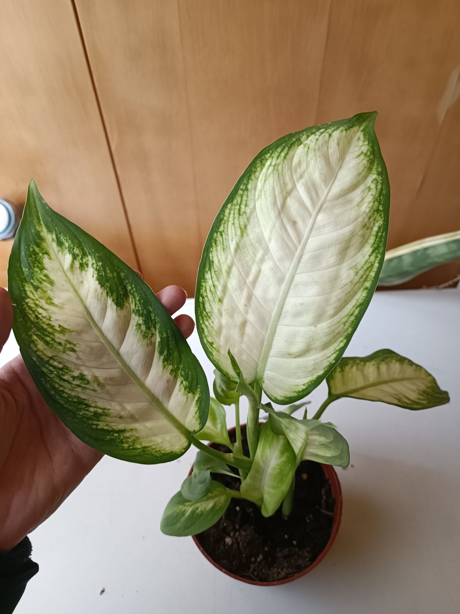 Dieeffenbachia Camilla