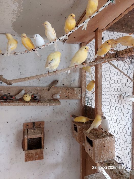 Młode kanarki z wiosny 2025r