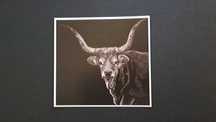 Postal de desenho de vaca cachena Soajo tradições Norte de Portugal