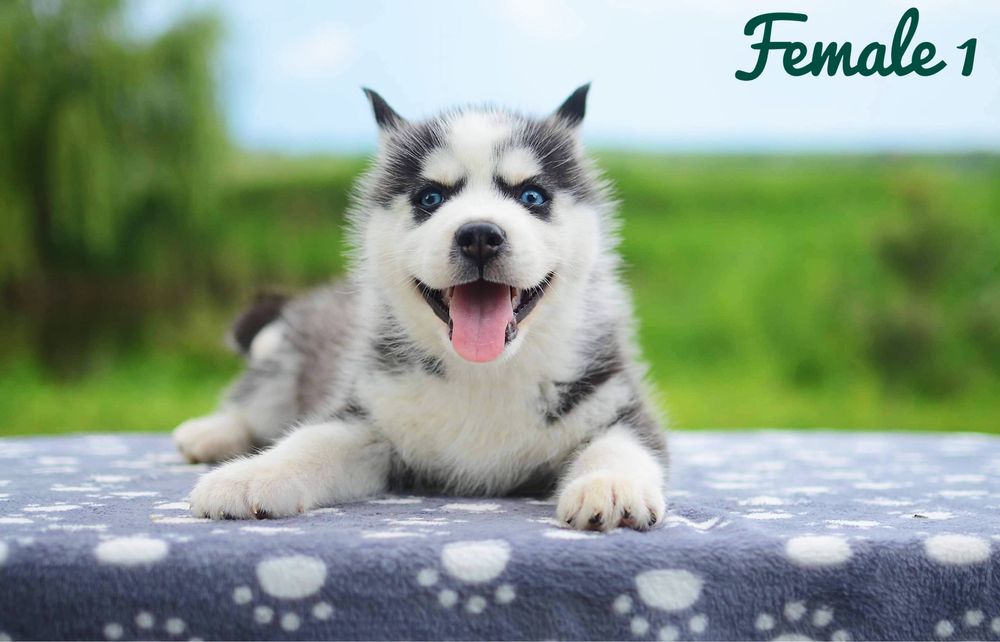 Хаскі. КСУ. Блакитні очі.