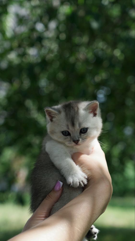 Королевские котята