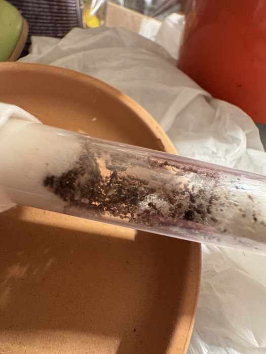 tetramorium caespitum 1q + 100/150 + potomstwo