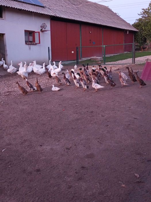 Sprzedam młode kaczki bieguski  110zl za pare