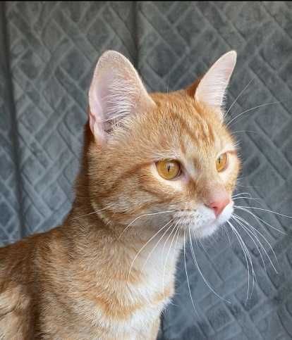CASTRADO ! Macho juvenil disponível para adoção responsável