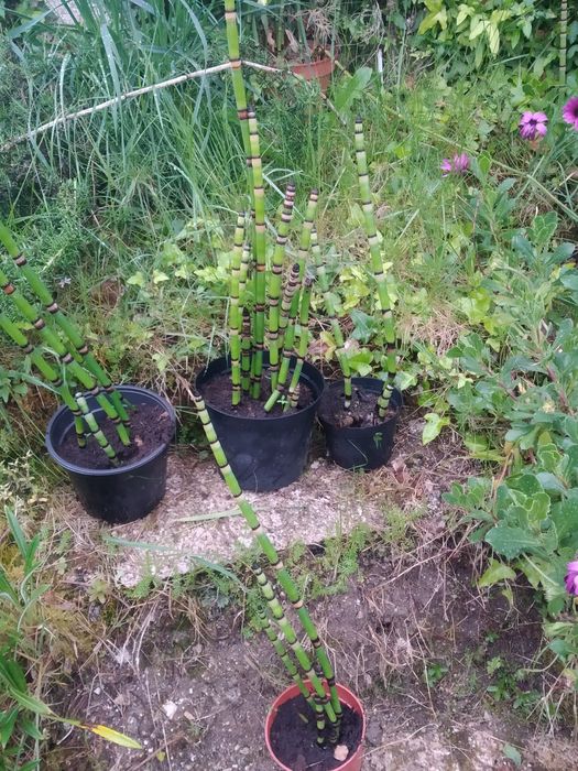 Canas cavalinha  jardim