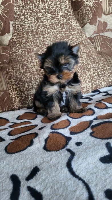 Мини и микро йорк.