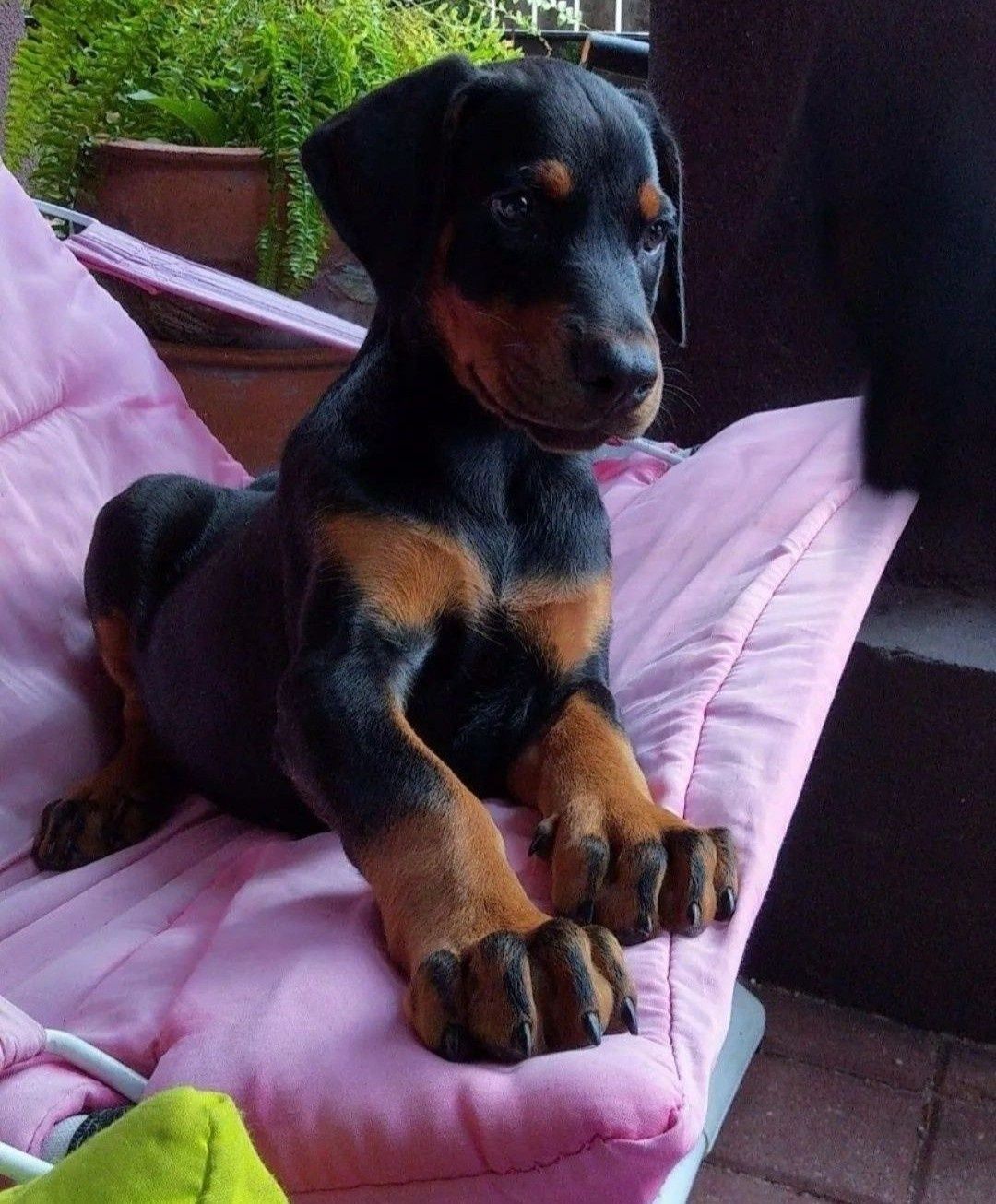 Doberman Europejski - Neverland Ranch Kennel