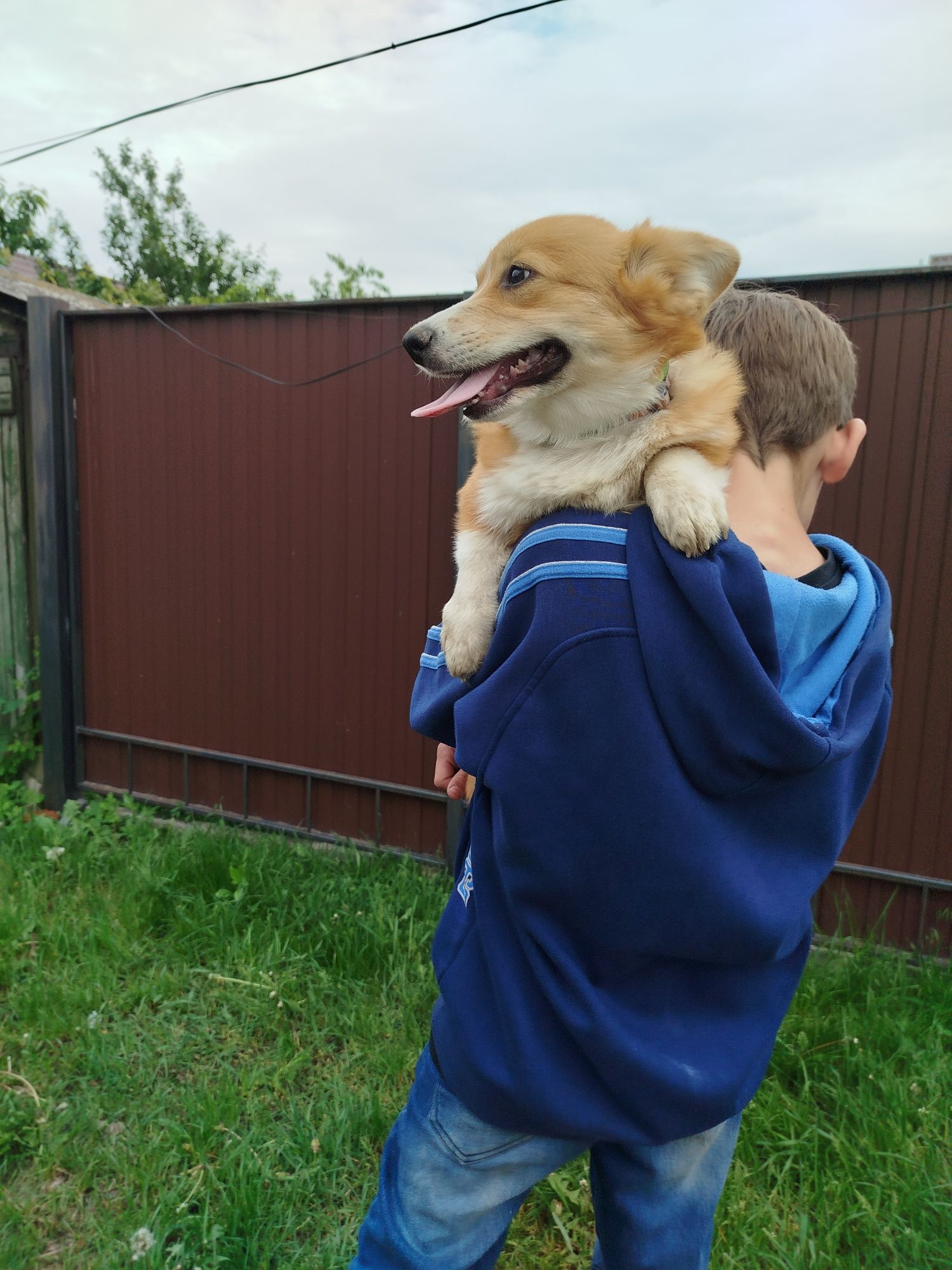 Вільна дівчинка коргі