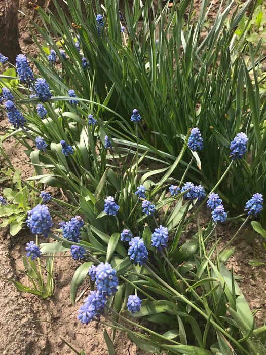 Садові квіти садовые цветы недорого хвоста юка іриси мята меліса і т.д