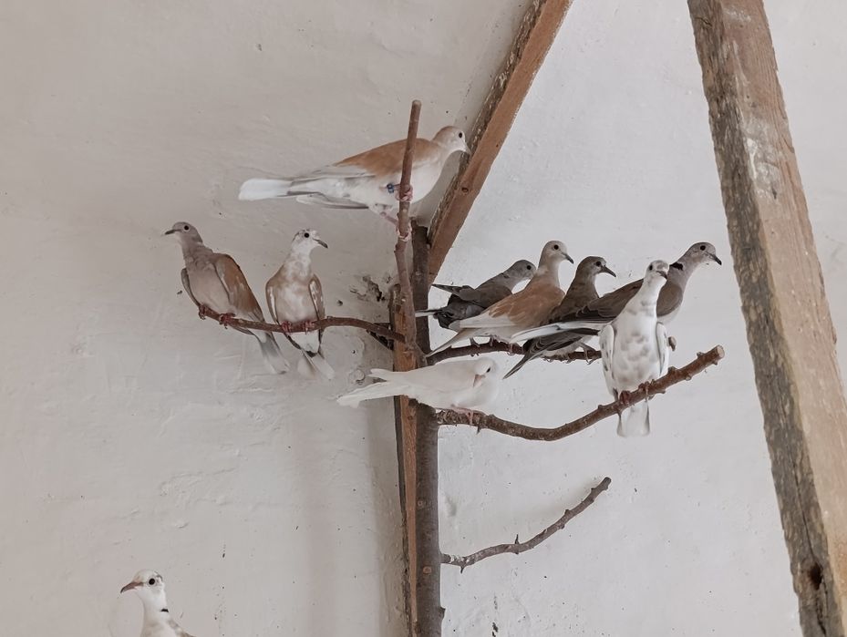 Cukrówka, sierpówka, dziki gołąb, ptaki